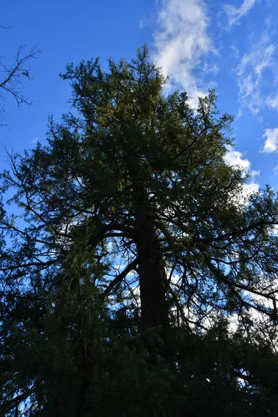 DSC_5965 (Large).JPG